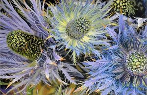 A hyperrealistic painting of thistles